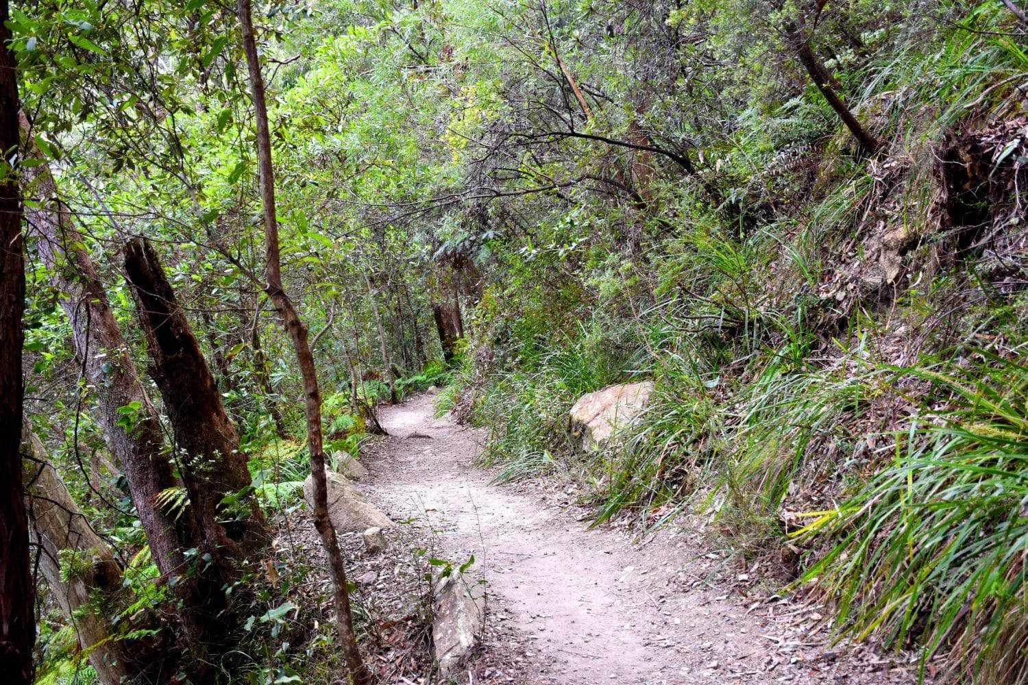 Sydney Bush Walks Bushwalking Tours And Outdoor Hiking Track Map