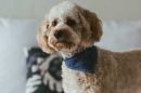 Pet-friendly-accommodation-sydney