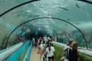 Sea Life Sydney Aquarium